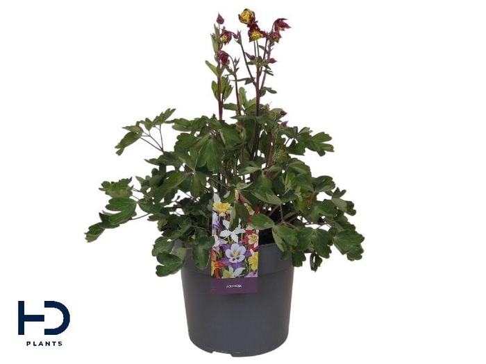 Aquilegia Caerulea