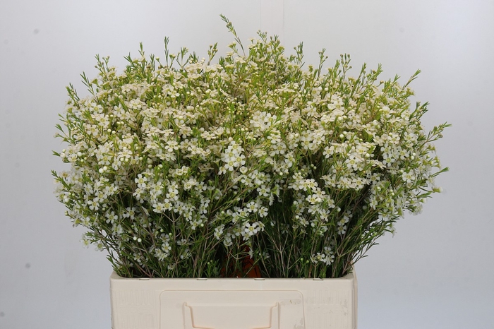 Chamelaucium Ofir