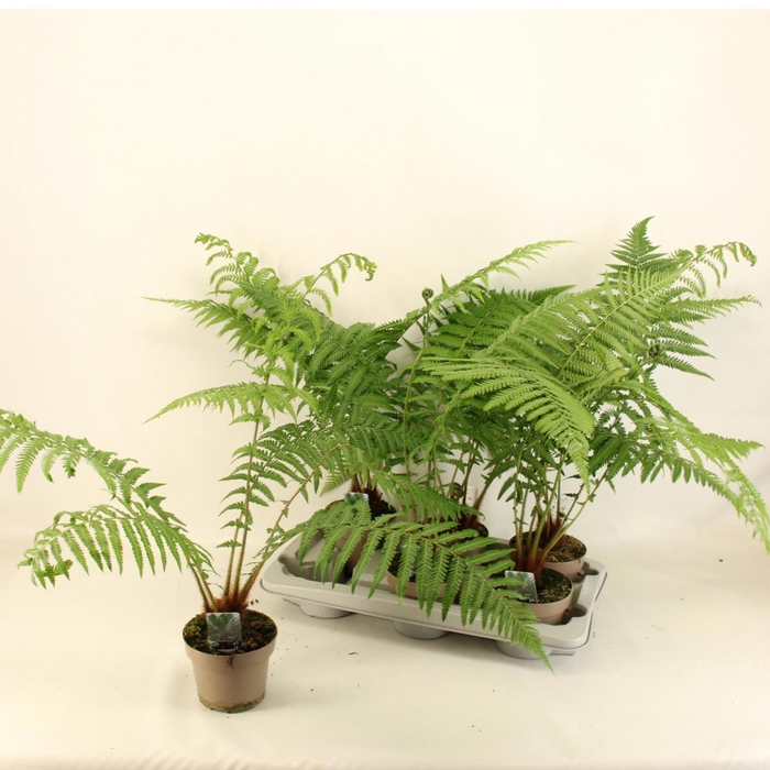 <h4>DICK ANTARCTICA</h4>