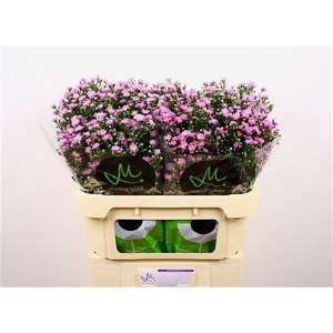 AST NB TEE TINY PINK