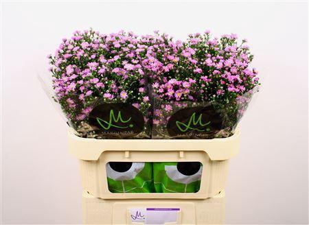 <h4>AST NB TEE TINY PINK</h4>