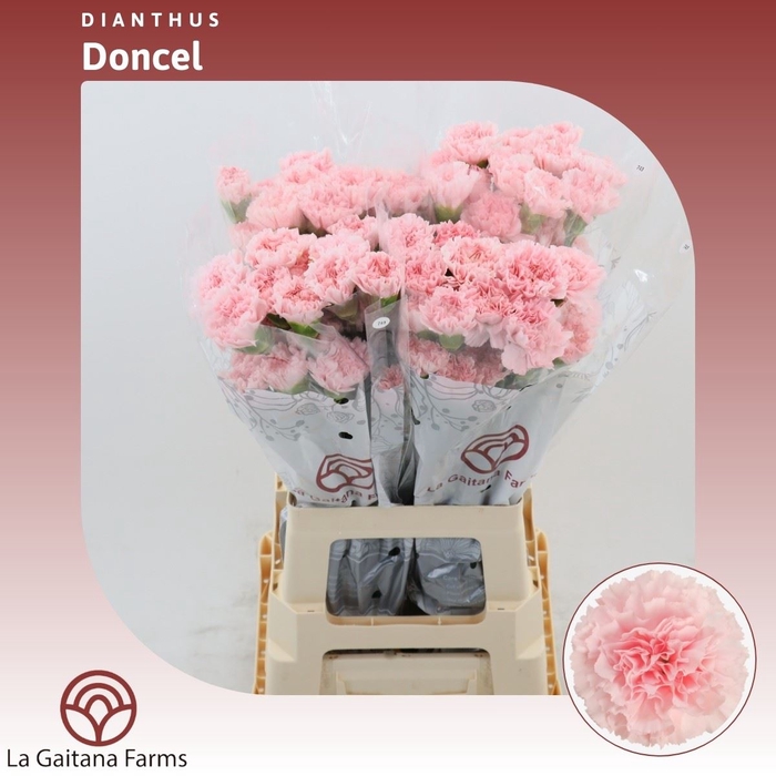 <h4>Dianthus St Doncel</h4>