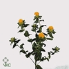 Carthamus T Summersun Giallo