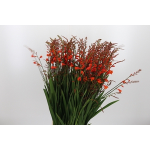 Crocosmia Klbl Red King