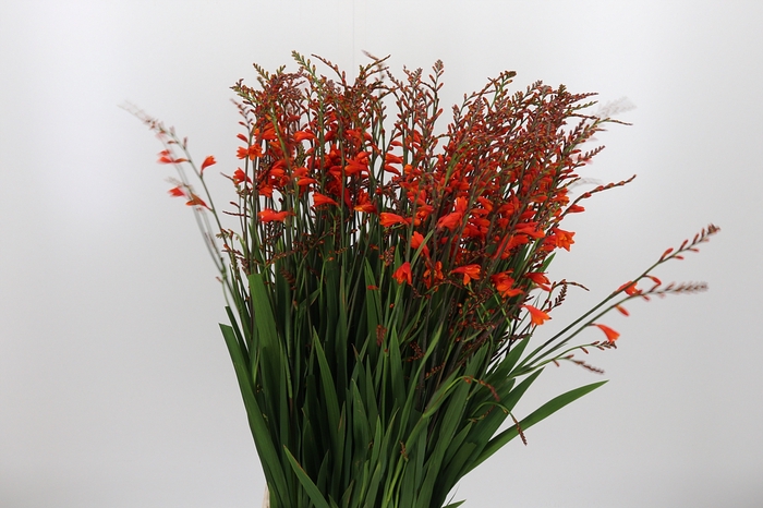 <h4>Crocosmia Klbl Red King</h4>