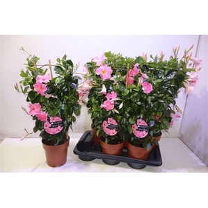 arr8 Mande Sun Velvet Rose