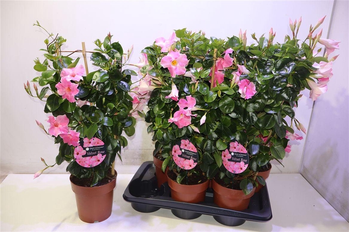 <h4>Mande Sun Velvet Rose</h4>