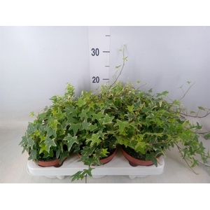 Hedera helix 'Mona Lisa'