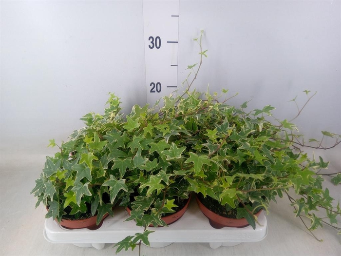 <h4>Hedera helix 'Mona Lisa'</h4>