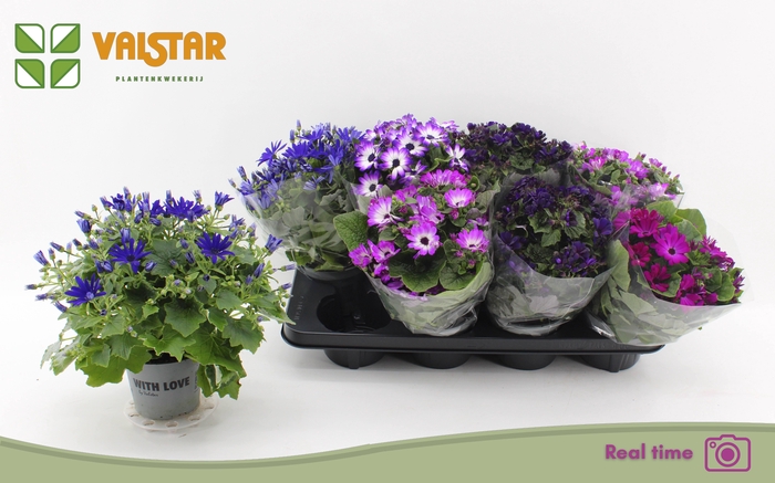 <h4>PERI C MAN GEM</h4>