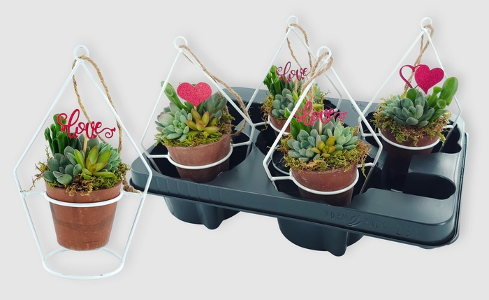 <h4>ARR SUCCULENTEN</h4>