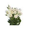 ROSA SPRAY BANDOLEIRO 060 CM CHAMPAGNE/CREME