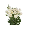 ROSA SPRAY BANDOLEIRO 040 CM CHAMPAGNE/CREME