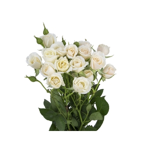 ROSA SPRAY BANDOLEIRO 040 CM CHAMPAGNE/CREME