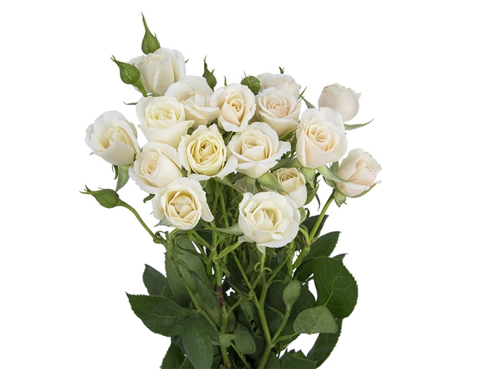 <h4>ROSA SPRAY BANDOLEIRO 040 CM CHAMPAGNE/CREME</h4>