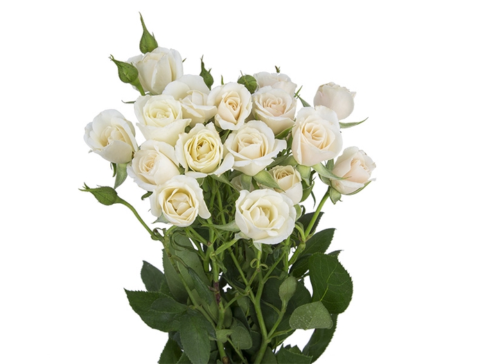 <h4>ROSA SPRAY BANDOLEIRO 040 CM CHAMPAGNE/CREME</h4>