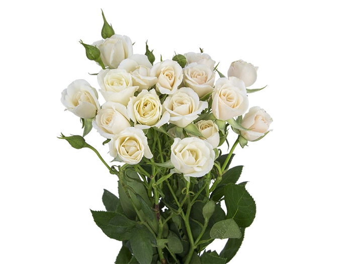 ROSA SPRAY BANDOLEIRO 060 CM CHAMPAGNE/CREME