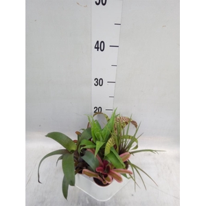 Bromelia   ...mix