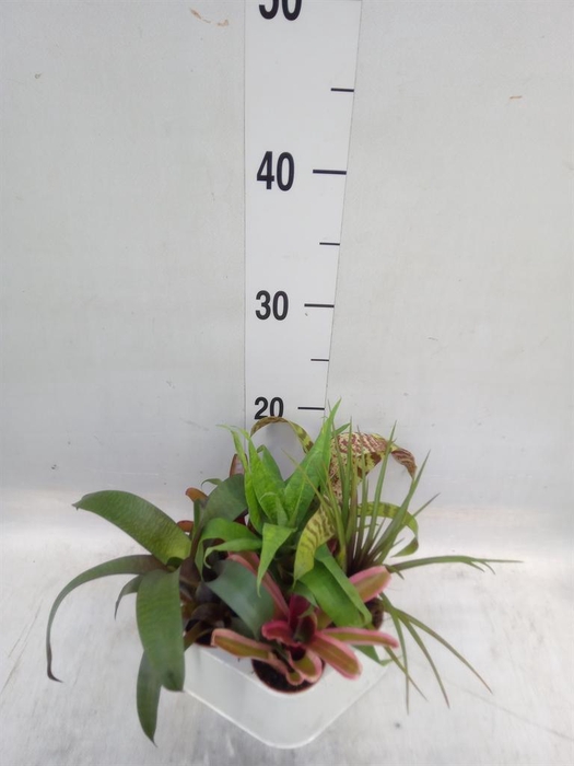 <h4>Bromelia   ...mix</h4>
