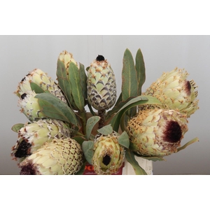Protea Barbigera Ice Queen