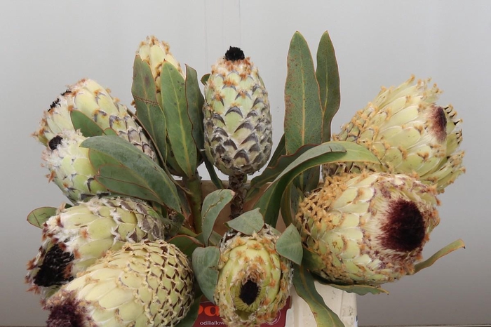 <h4>Protea Barbigera Ice Queen</h4>