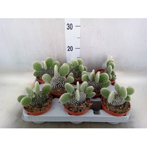 Opuntia microdasys 'Albispina'