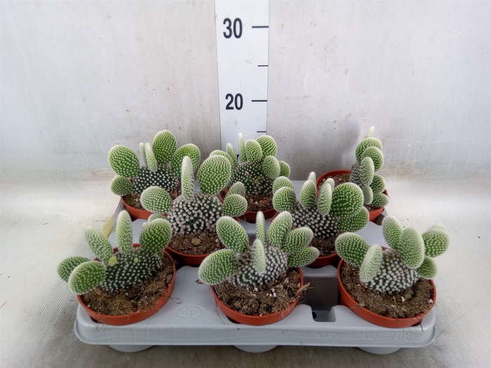 <h4>Opuntia microdasys 'Albispina'</h4>