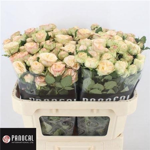 R Tr Gen Trendsetter