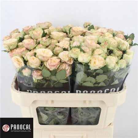 <h4>R Tr Gen Trendsetter</h4>