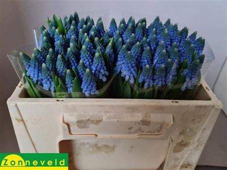 Muscari Carola