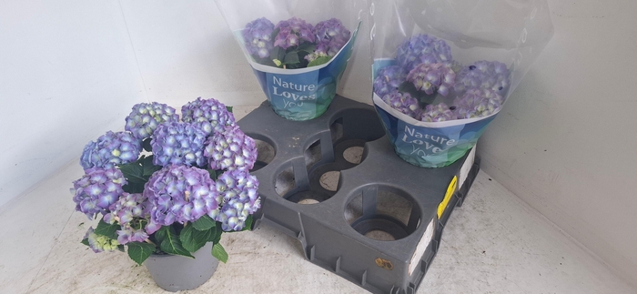 <h4>HYDR M BLAUER ZWERG</h4>