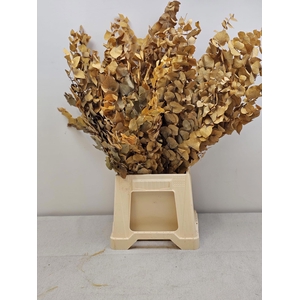 GESTABILISEERD EUC STUARTIANA GEEL