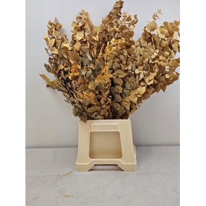 GESTABILISEERD EUC STUARTIANA GEEL