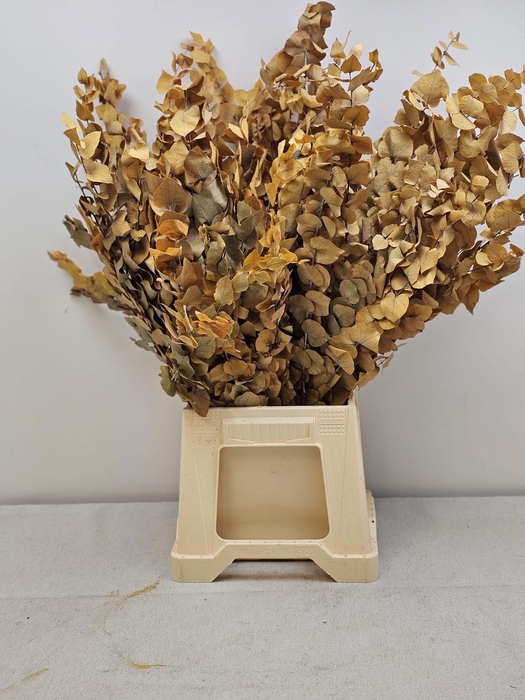 <h4>GESTABILISEERD EUC STUARTIANA GEEL</h4>