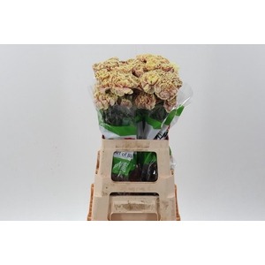 Di St Tinted Cafe Macchiato