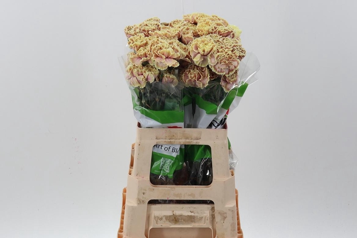 <h4>Di St Tinted Cafe Macchiato</h4>