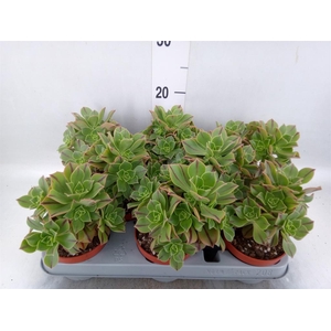 Aeonium   ...