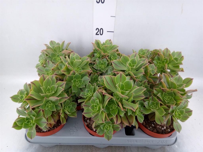 <h4>Aeonium   ...</h4>