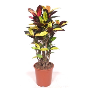 Codiaeum Iceton (Croton Iceton)