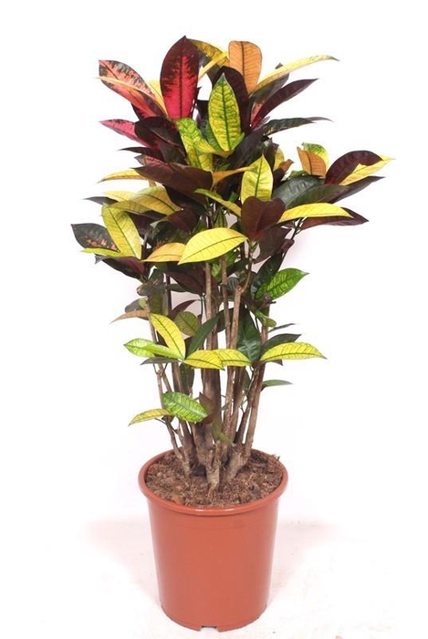 <h4>Codiaeum Iceton (Croton Iceton)</h4>