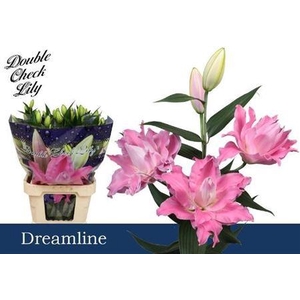 Li Or Du Dreamline