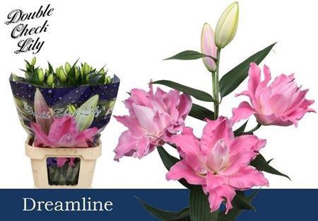 <h4>Li Or Du Dreamline 3+</h4>