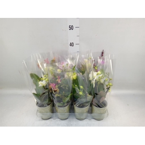 Phalaenopsis   ...mix