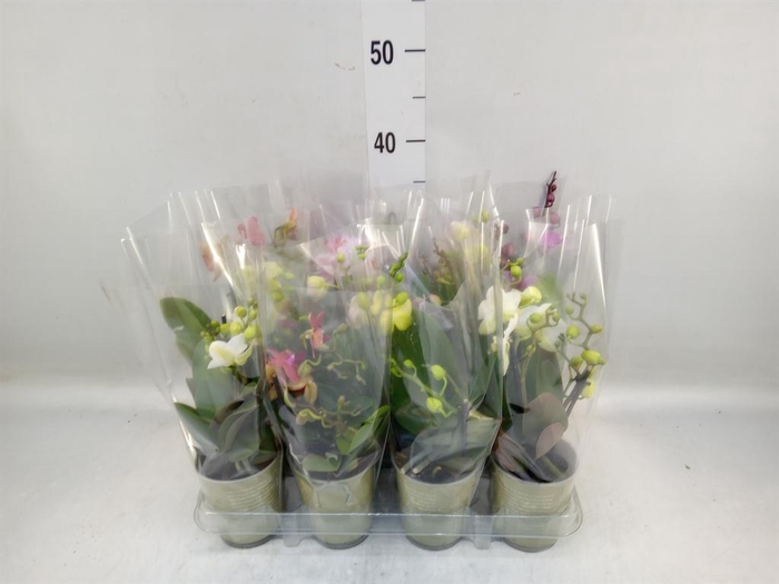 <h4>Phalaenopsis   ...mix</h4>