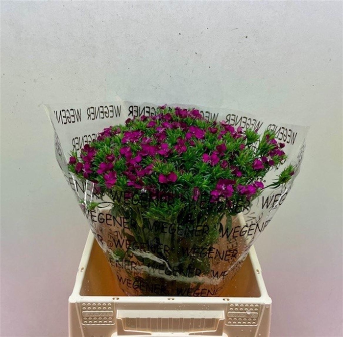 <h4>Di Barb Am Neon Purple</h4>