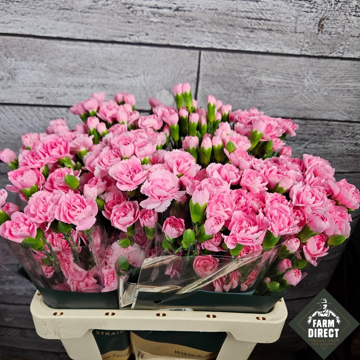 <h4>DI TR PINK PIGEON</h4>