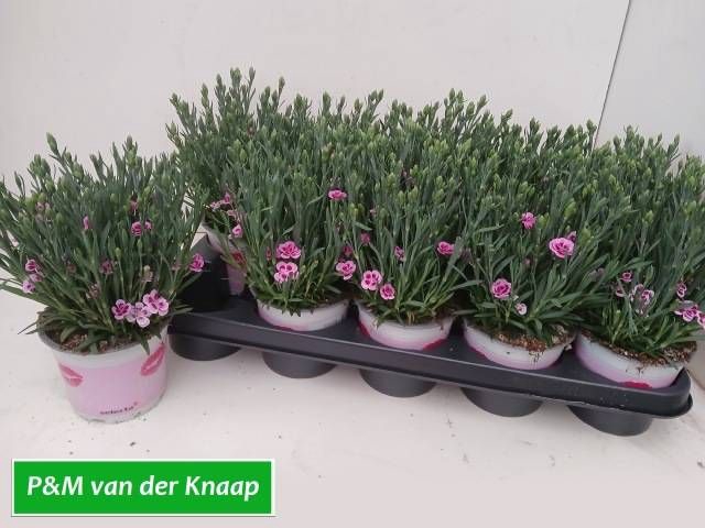 <h4>DIAN DI PINK KISSES</h4>