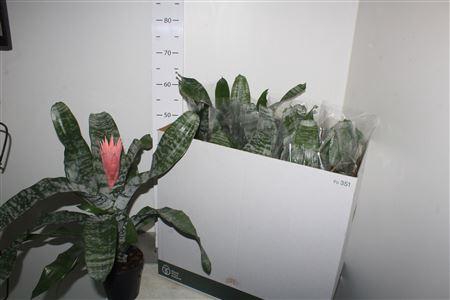 <h4>Aech Fas Primera</h4>