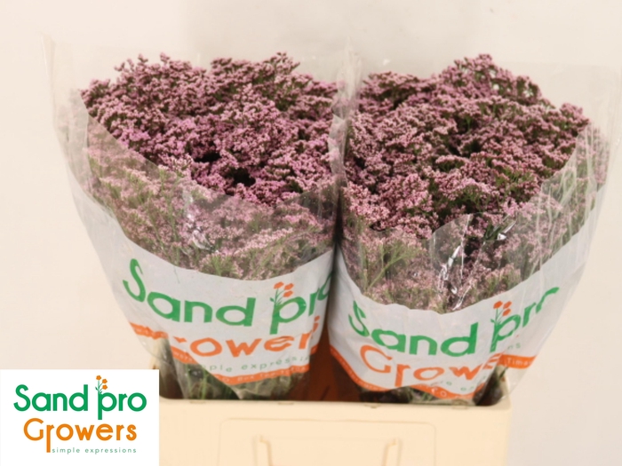 <h4>LIM SAF OSHI PINK</h4>