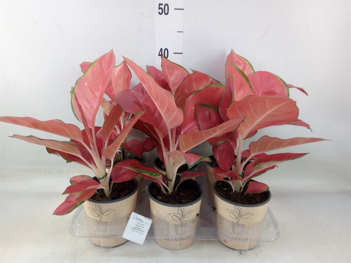 <h4>Aglaonema   ...</h4>